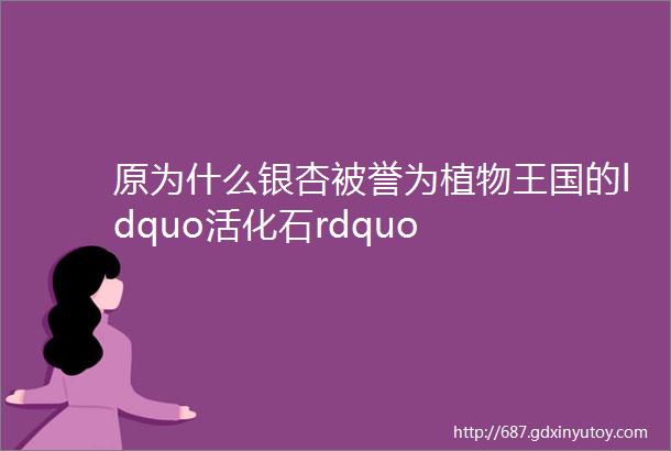 原为什么银杏被誉为植物王国的ldquo活化石rdquo